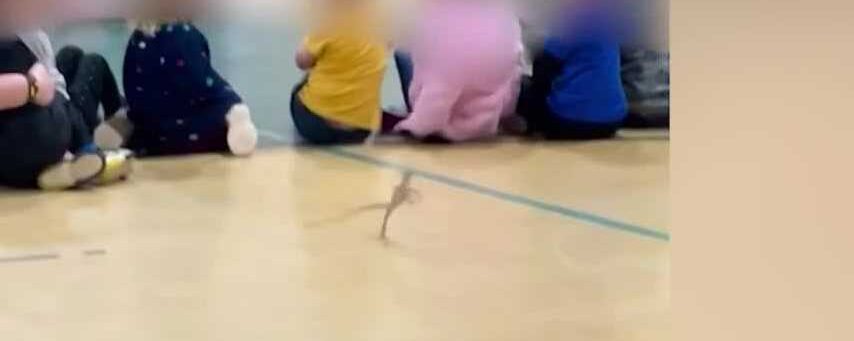 Video captures lizard on the loose at South Carolina preschool – WYFF
